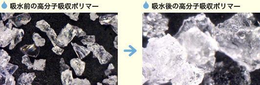 吸水前の高分子吸収ポリマーはサラサラの粉末状／吸水後の高分子吸収ポリマーは水分を吸収し、ゼリー状にふくらんだ状態に。